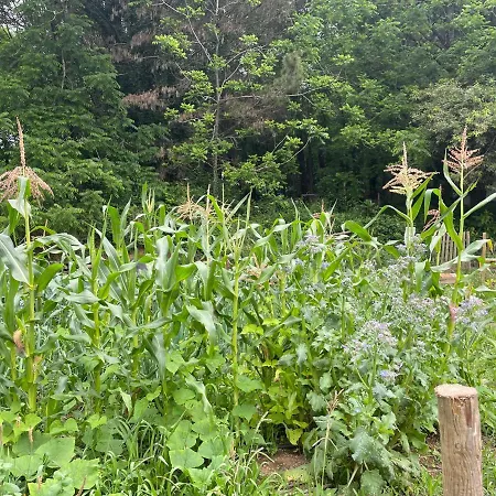 Séjour à la ferme Associacao Quinta Relvas Branca
