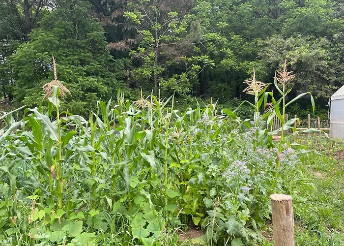 Alojamento de Turismo Rural Associação Quinta Relvas Branca