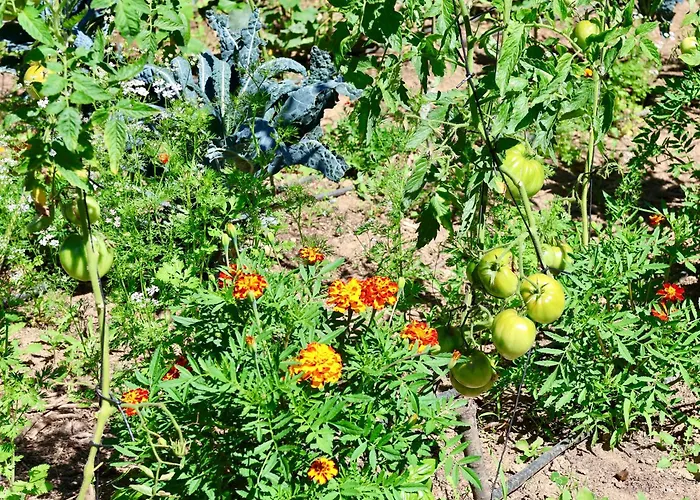 Associação Quinta Relvas Branca